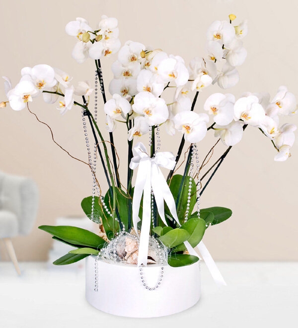 Craftsman'dan 6 Dal Beyaz Orkide
