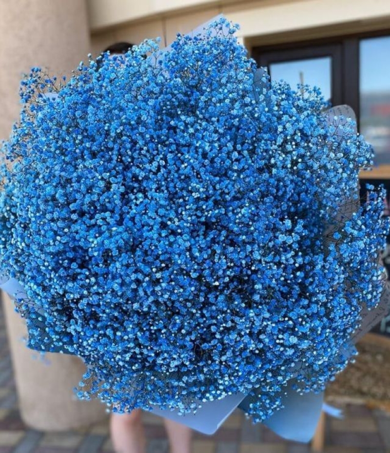 Mavi Cipsofilya Buketi (Blue Dream)